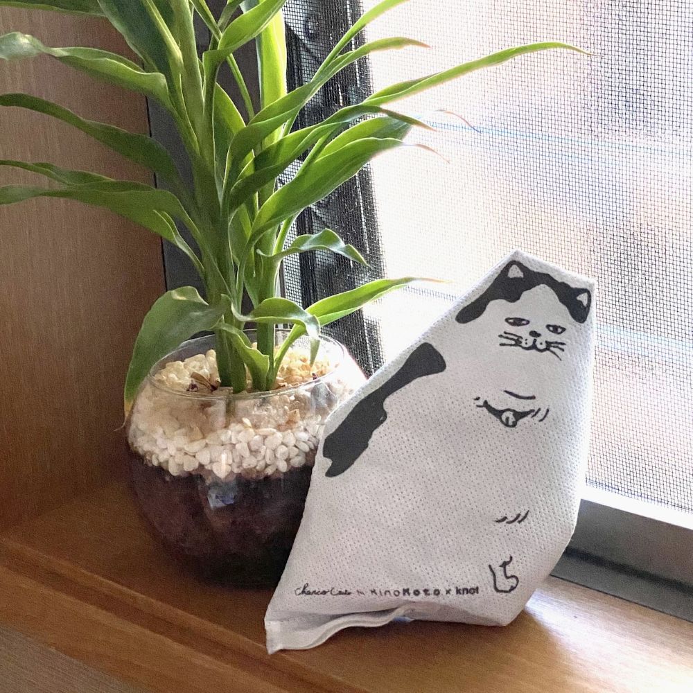 炭猫 チャコキャット